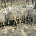 Rouleau de clôture de ferme de moutons de bétail bon marché à vendre